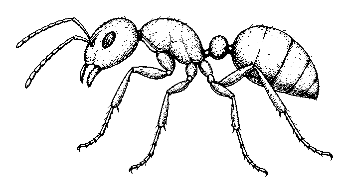 ant