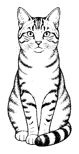 cat
