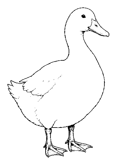 duck
