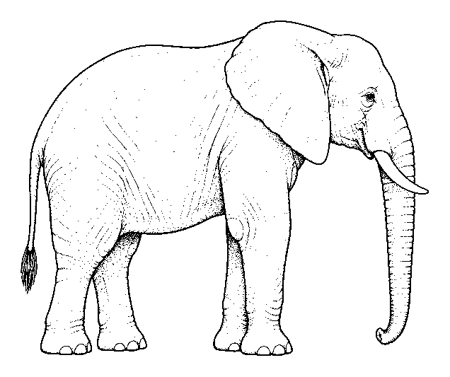 elephant