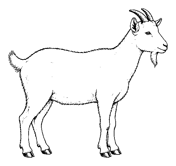goat