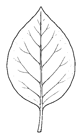 leaf