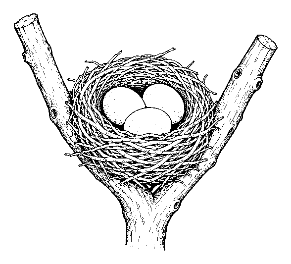 nest