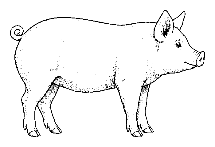 pig