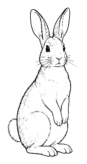 rabbit