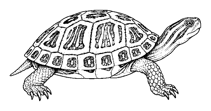 turtle