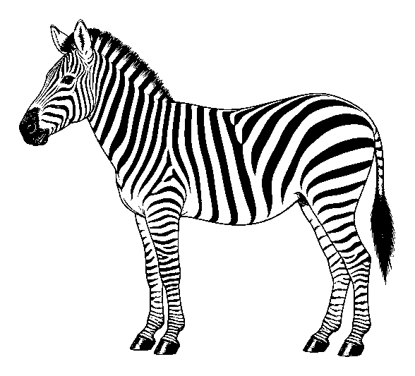 zebra