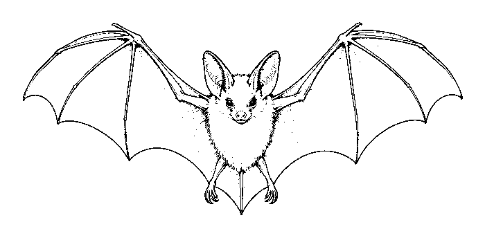 bat
