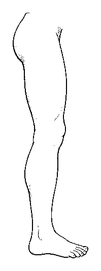 leg
