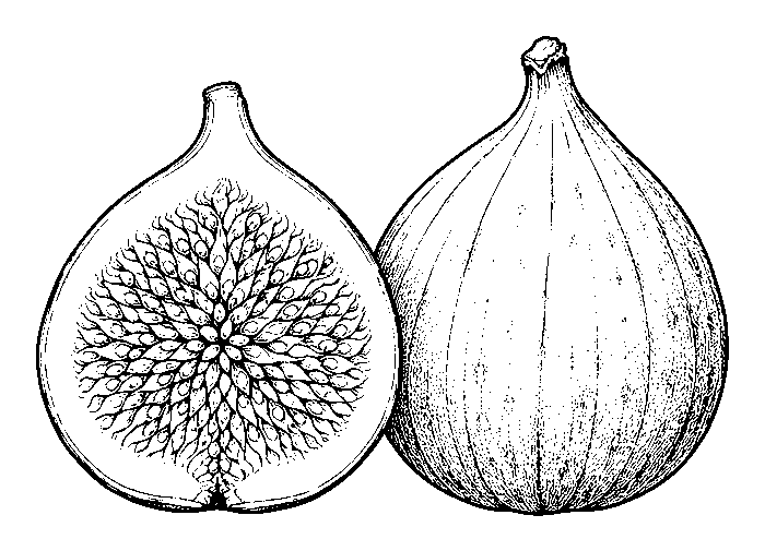 fig
