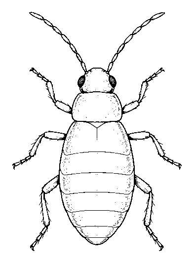 bug
