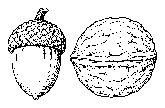 nut