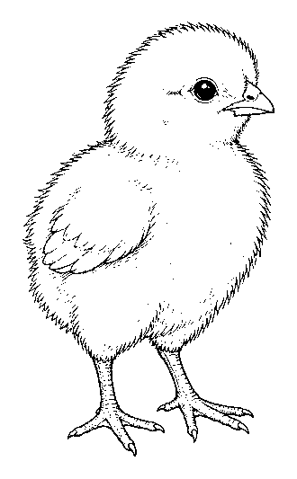 chick