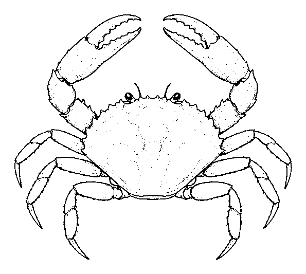 crab