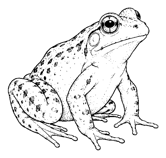 frog