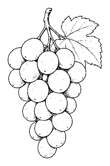 grapes