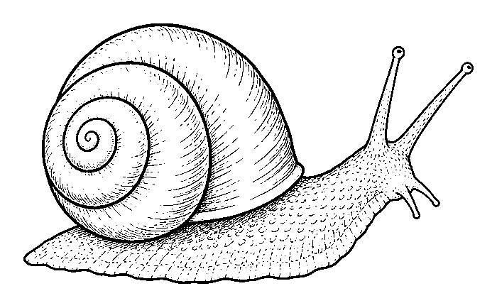 snail