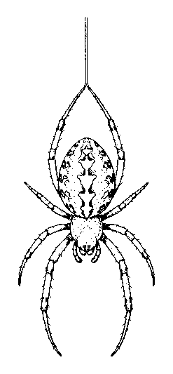 spider