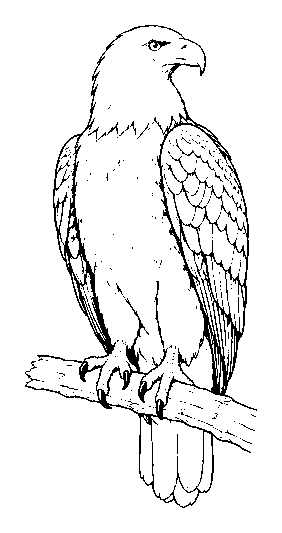 eagle
