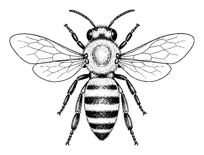 bee