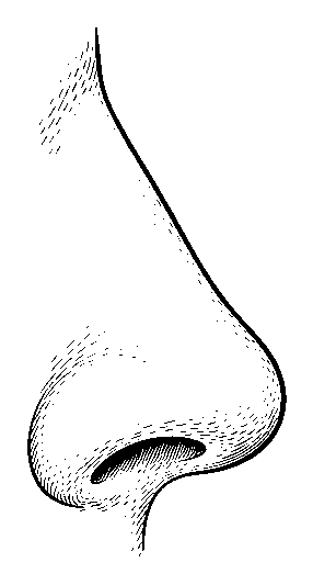 nose