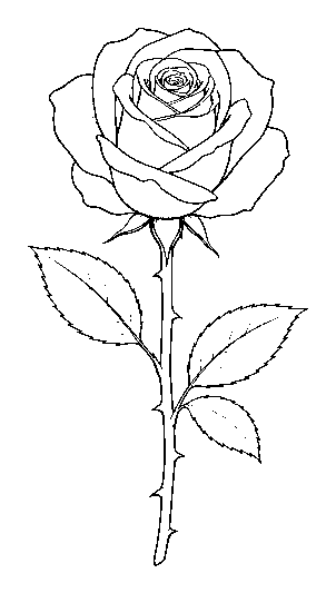 rose