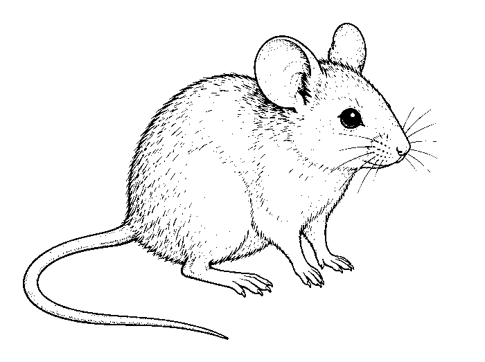 mouse