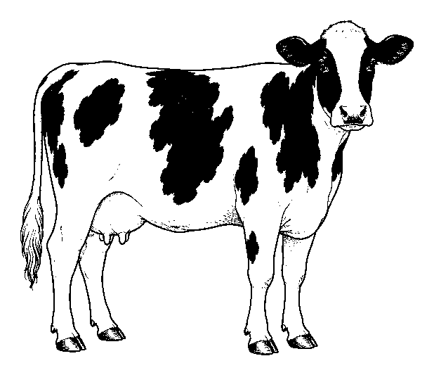 cow