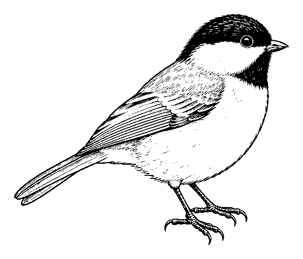 bird