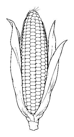 corn