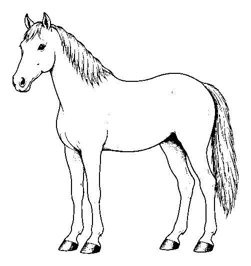 horse