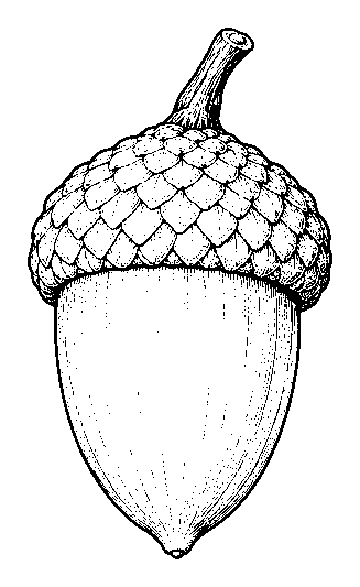 acorn