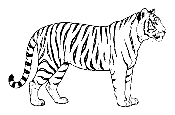 tiger