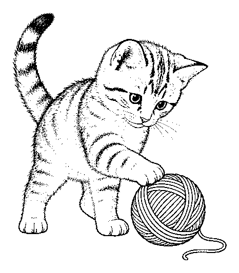 kitten