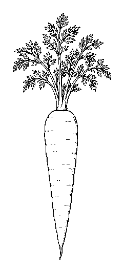 carrot