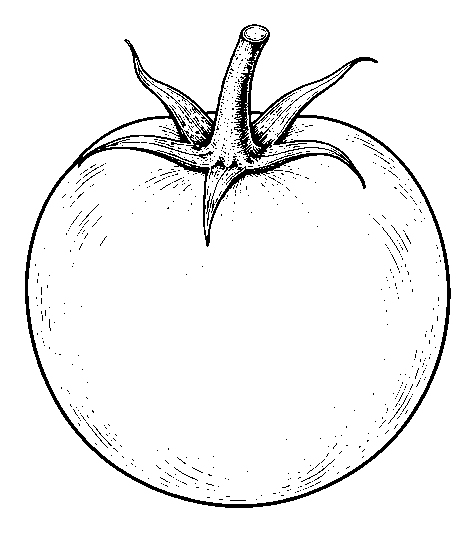tomato