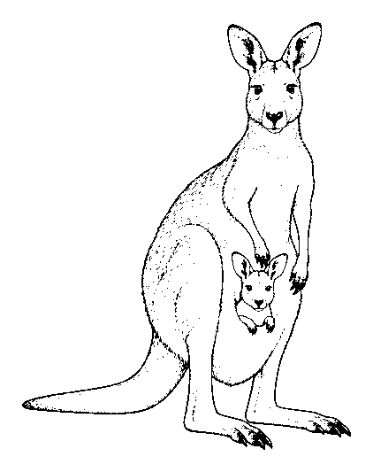 kangaroo