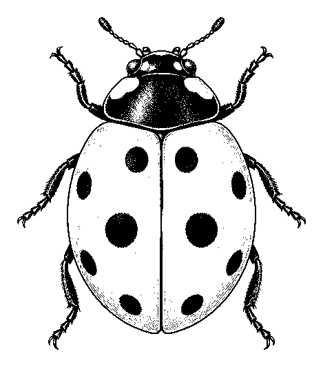 ladybug