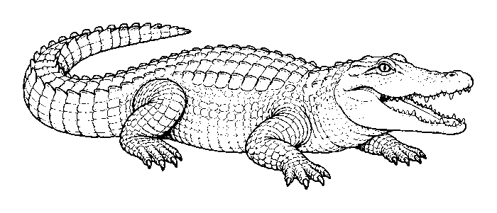 crocodile
