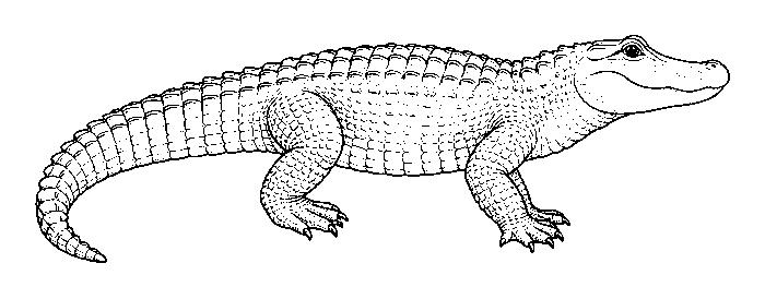 alligator