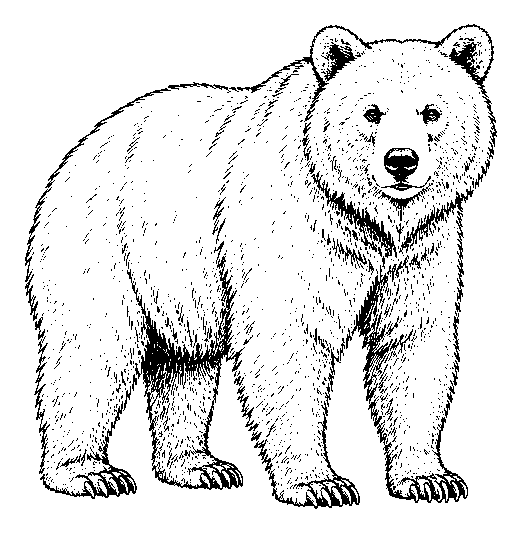 bear