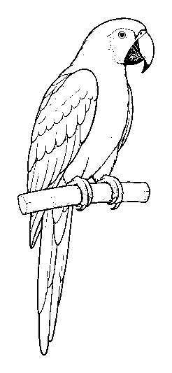 parrot