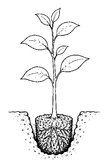 planting a tree, step 2