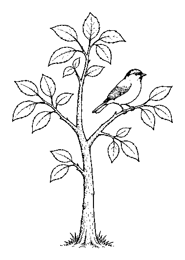 planting a tree, step 4
